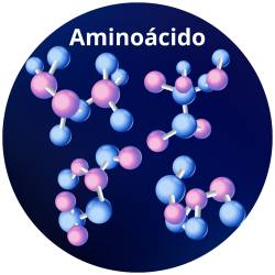 BETAÍNA ANIDRA (AMN)