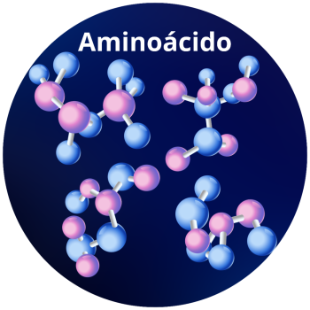 ACETIL L-CARNITINA HCL (AMN)
