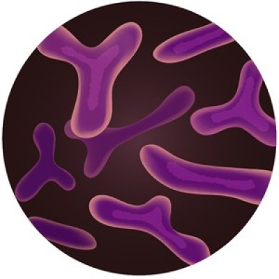 Prob. B. Lactis (Bifidobacterium) 100 Bi