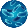 Prob. L. Acidophilus (Lactobacillus) 100 Bi