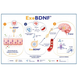ExoBDNF