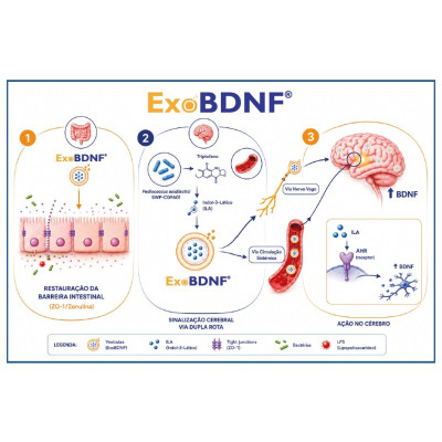 ExoBDNF